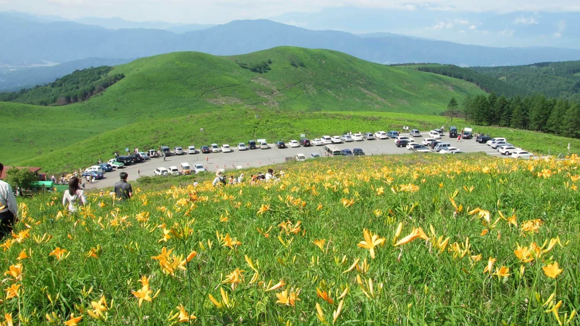 *Kurumayama Plateau: In July, the yellow flowers of the day lily bloom across the grassland, creating a truly spectacular sight.