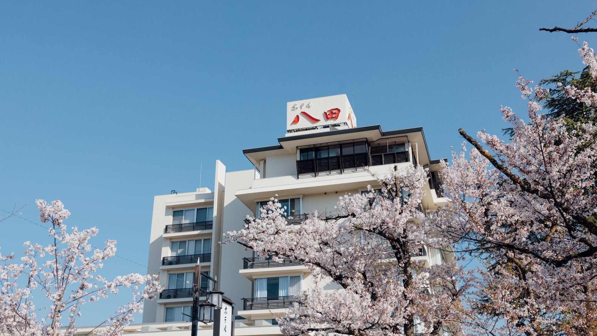 さくら温泉通りのソメイヨシノと当館