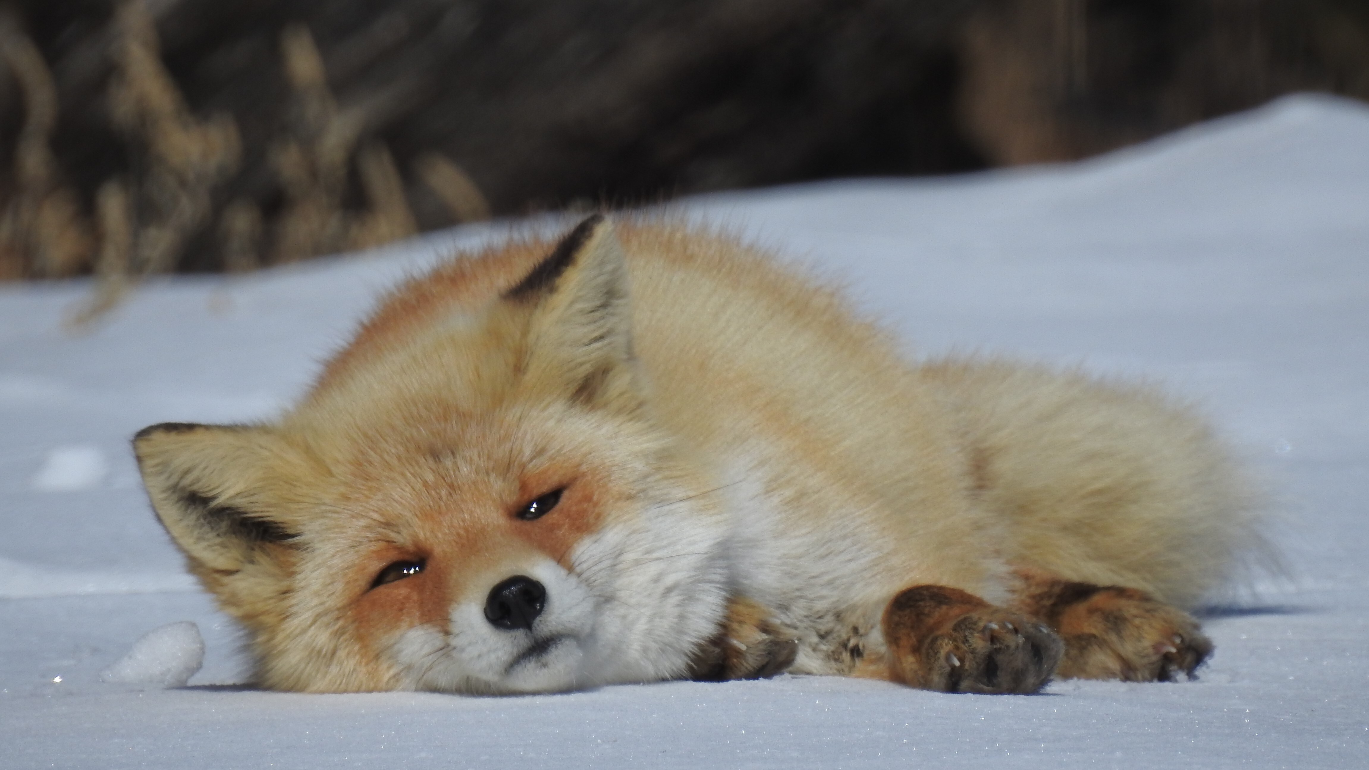 A red fox sleeping in the backyard of the inn
