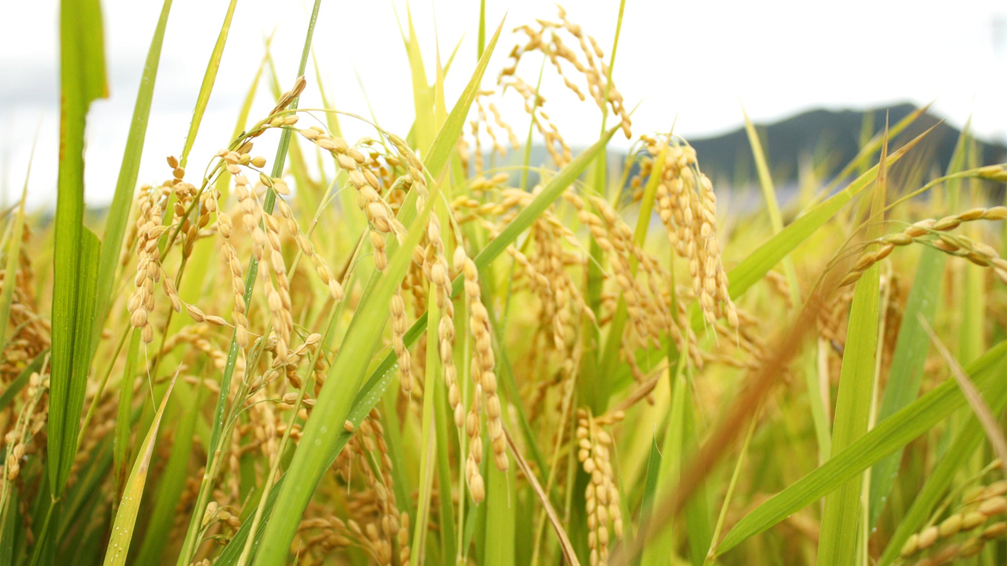 Rice harvesting