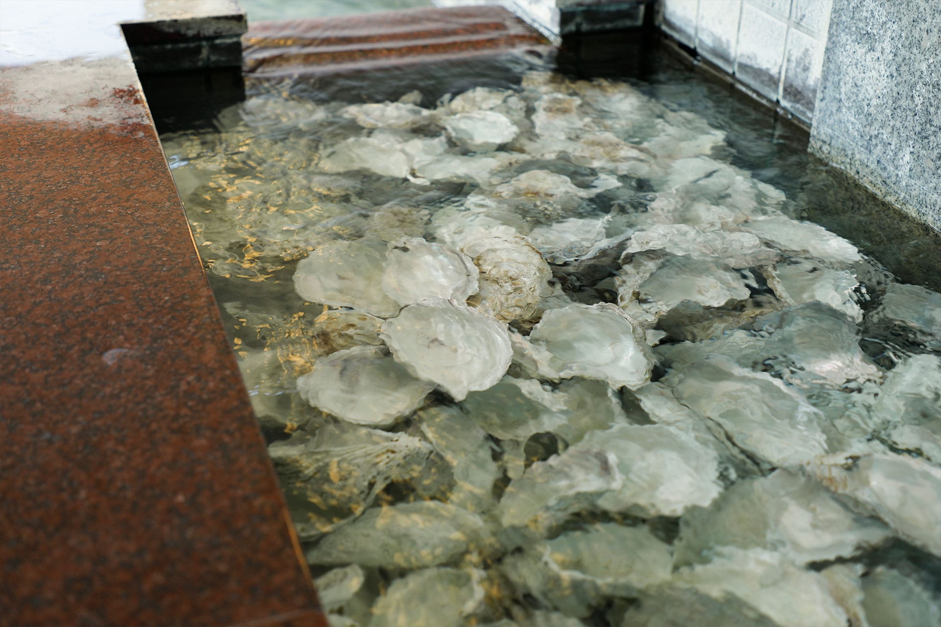 Oyster extract