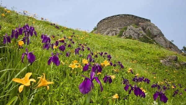【足毛崎展望台】春花