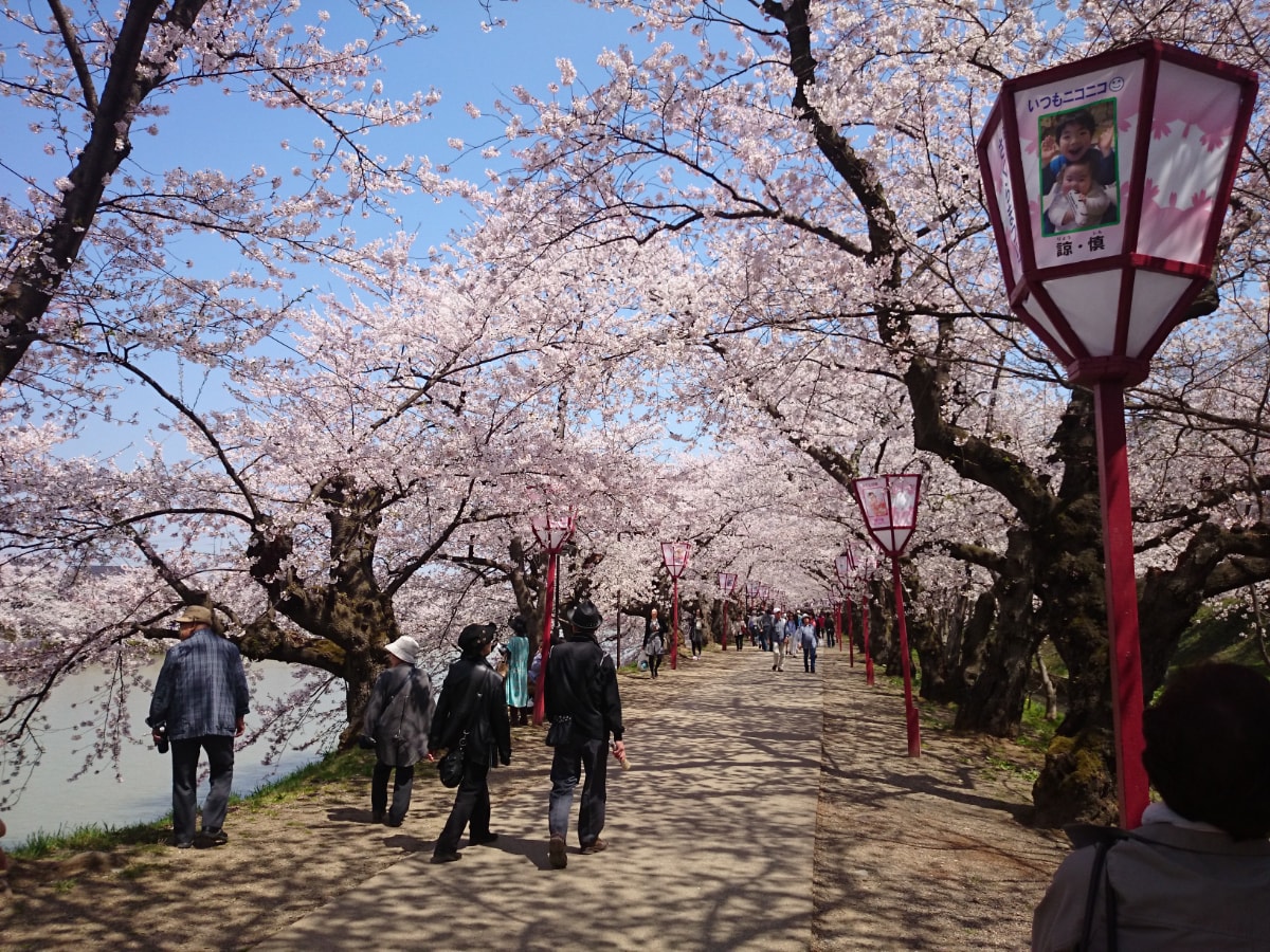 Hirosaki Park West Moat Cherry Blossoms