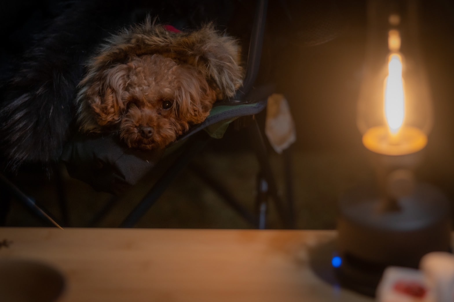 Nighttime with your dog