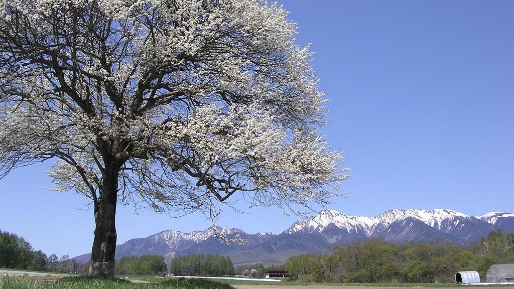 Shinshu Minamiki Village Yamanashi Tree