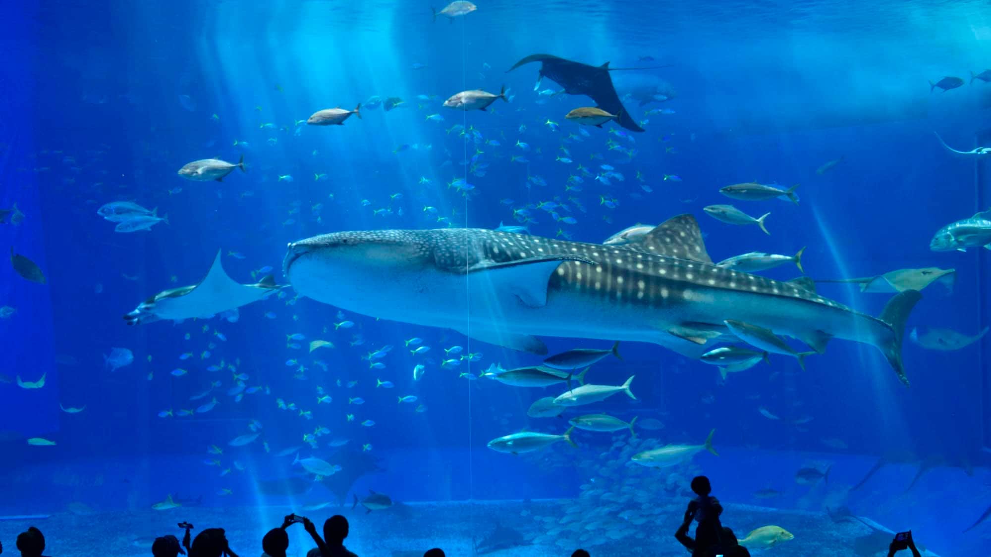 Okinawa Churaumi Aquarium (in Kaiyohaku Park)
