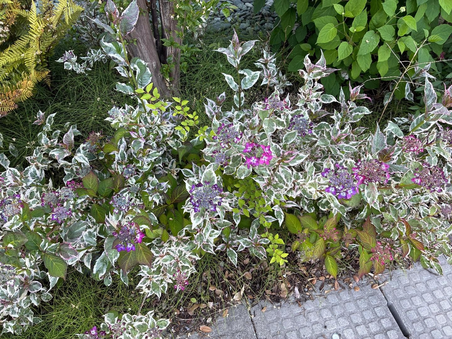 IMG_5059.jpeg