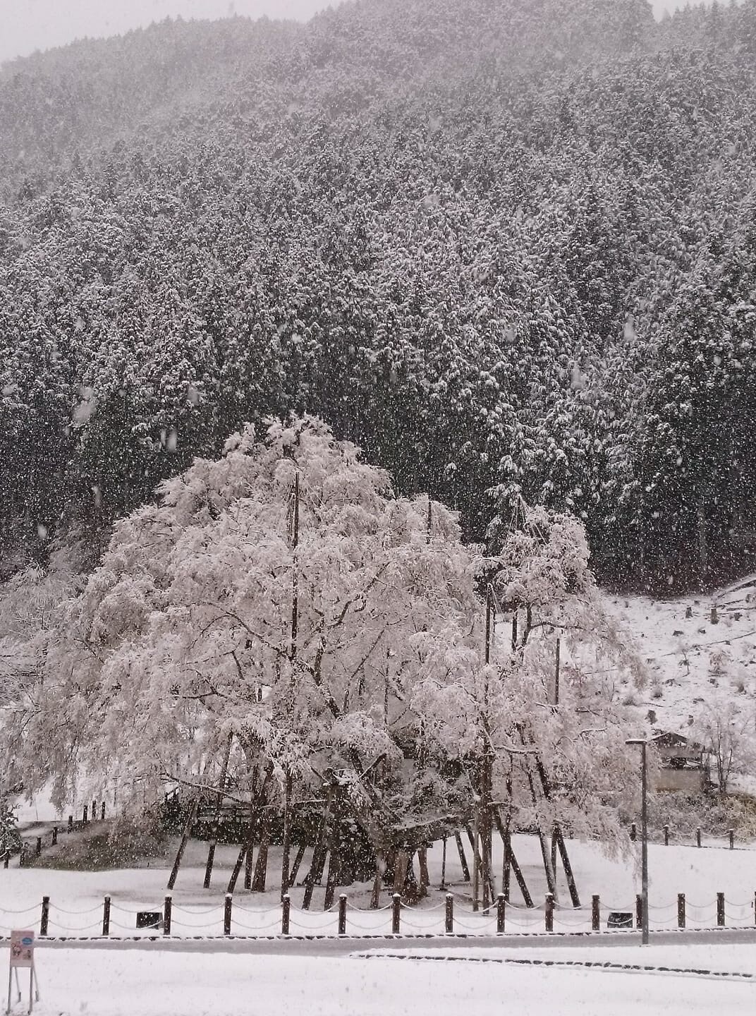 薄住樱花雪景