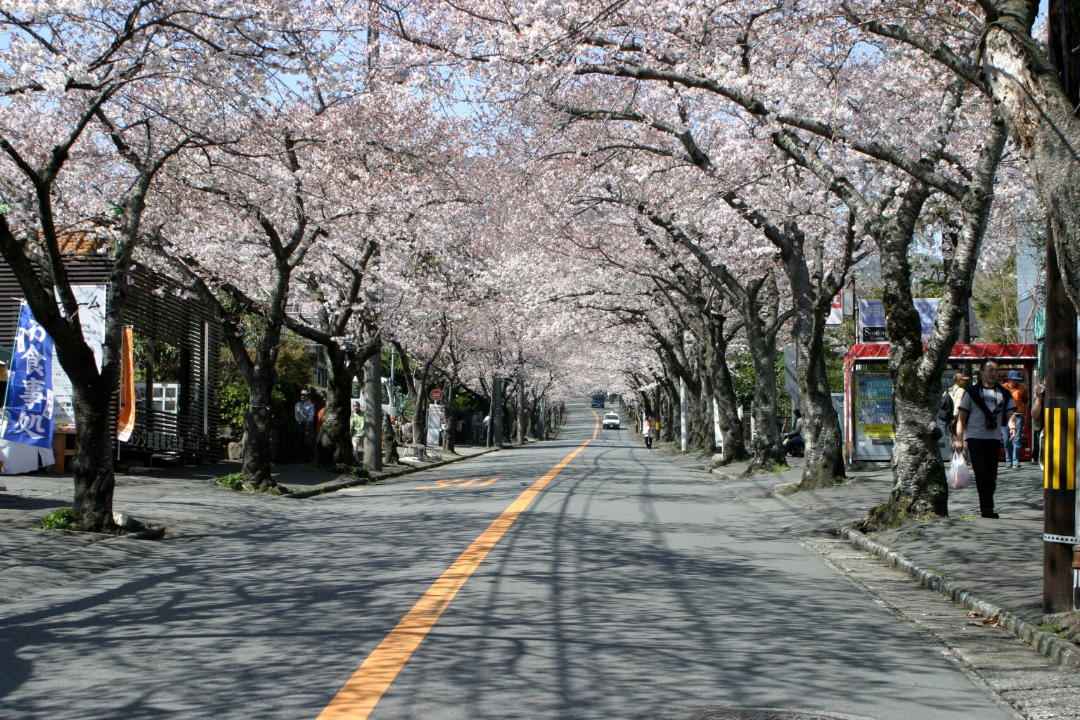 [Izu Kogen Cherry Blossom Avenue] Approximately 5 minutes by car from our hotel. Photo courtesy of Ito City Tourism Division