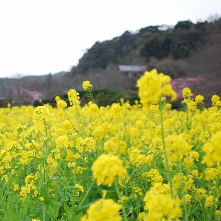 Scenery of a rapeseed field