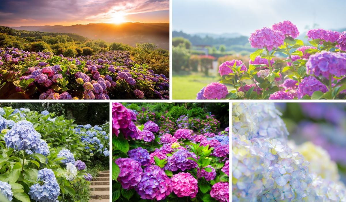Hydrangea Image