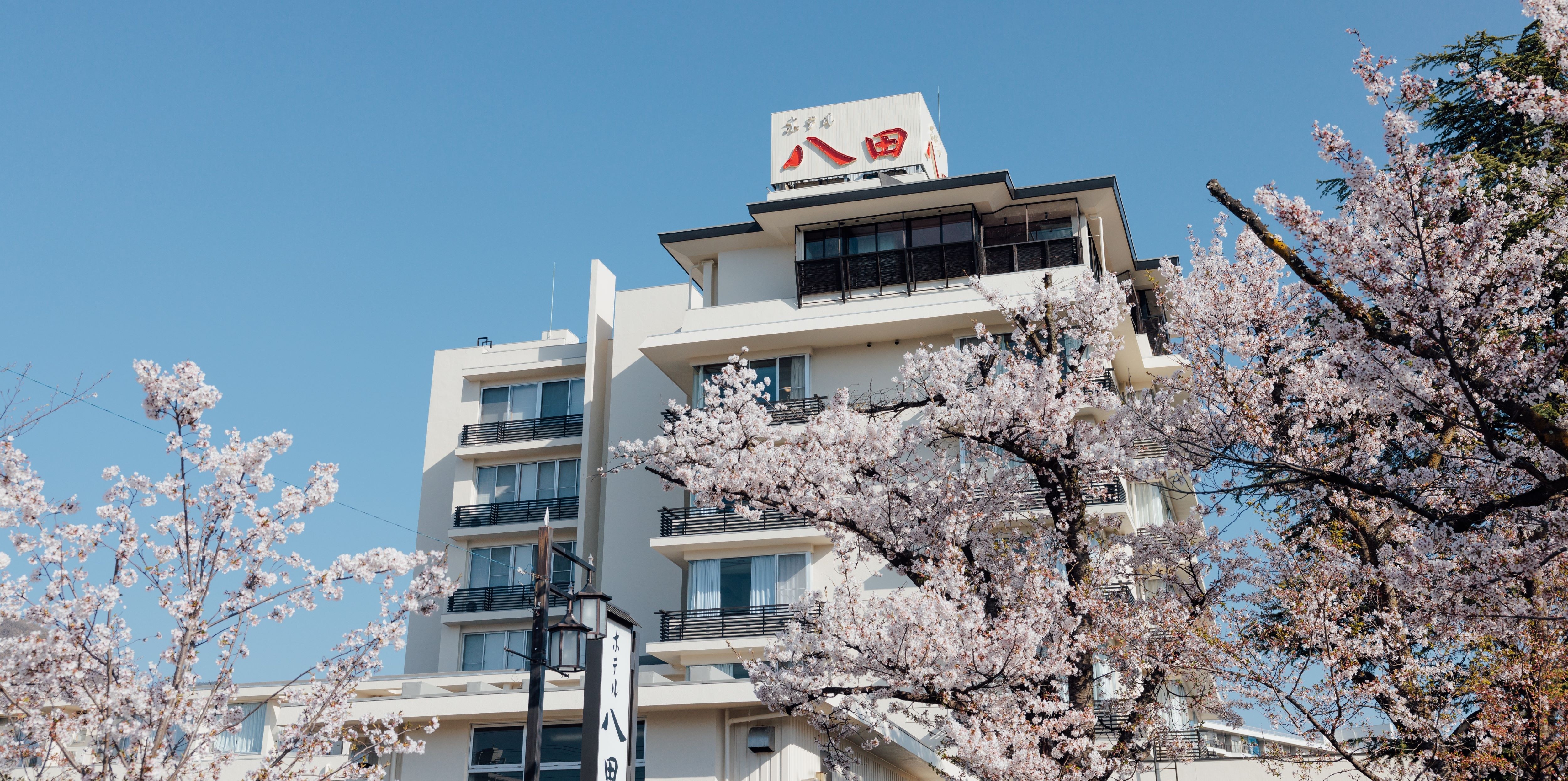 Hoa anh đào Somei-yoshino trên phố Sakura Onsen và khách sạn của chúng tôi