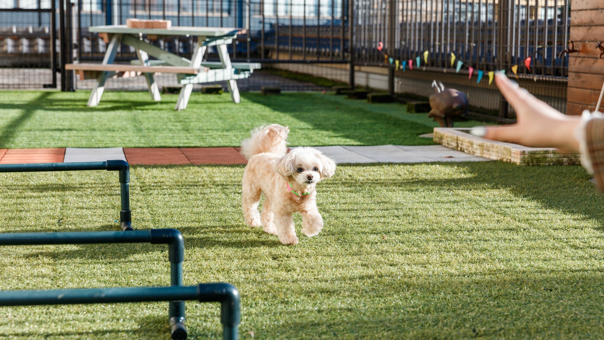 Outdoor dog run
