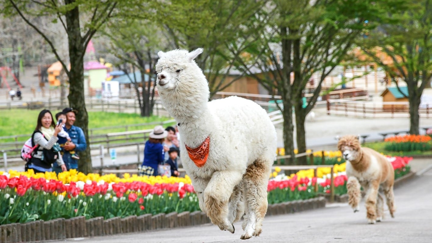 [Perkebunan Keluarga Danau Rindo]