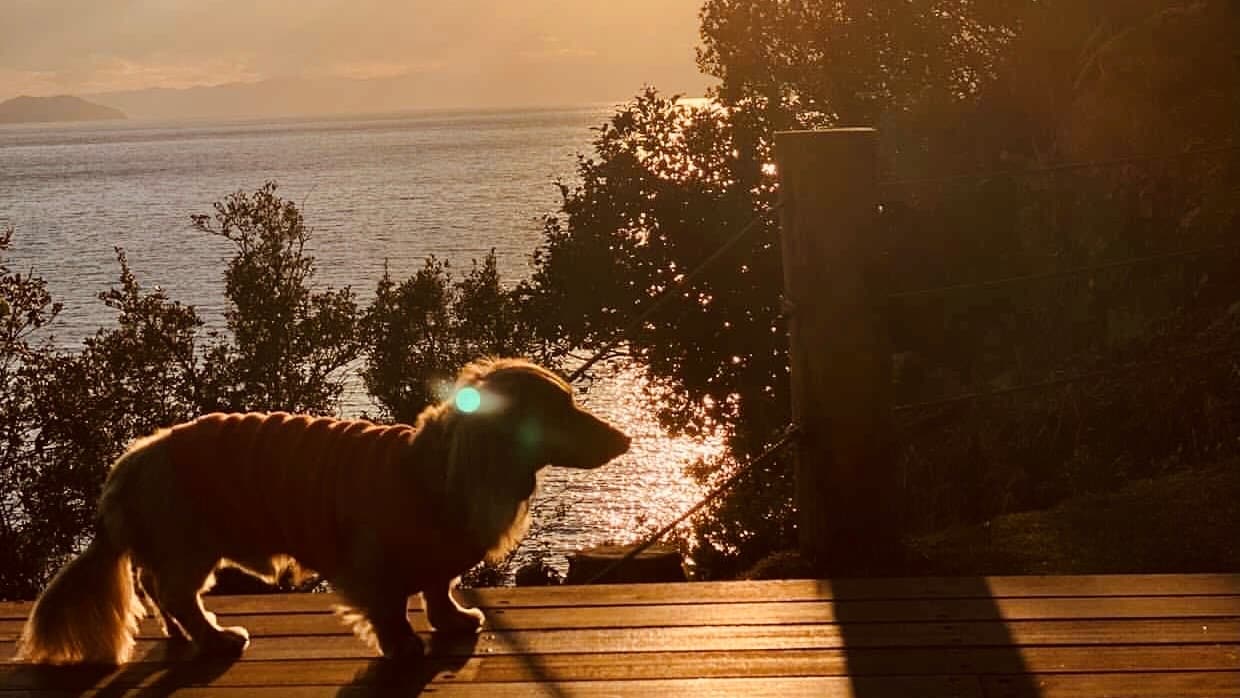 Pet-friendly accommodation