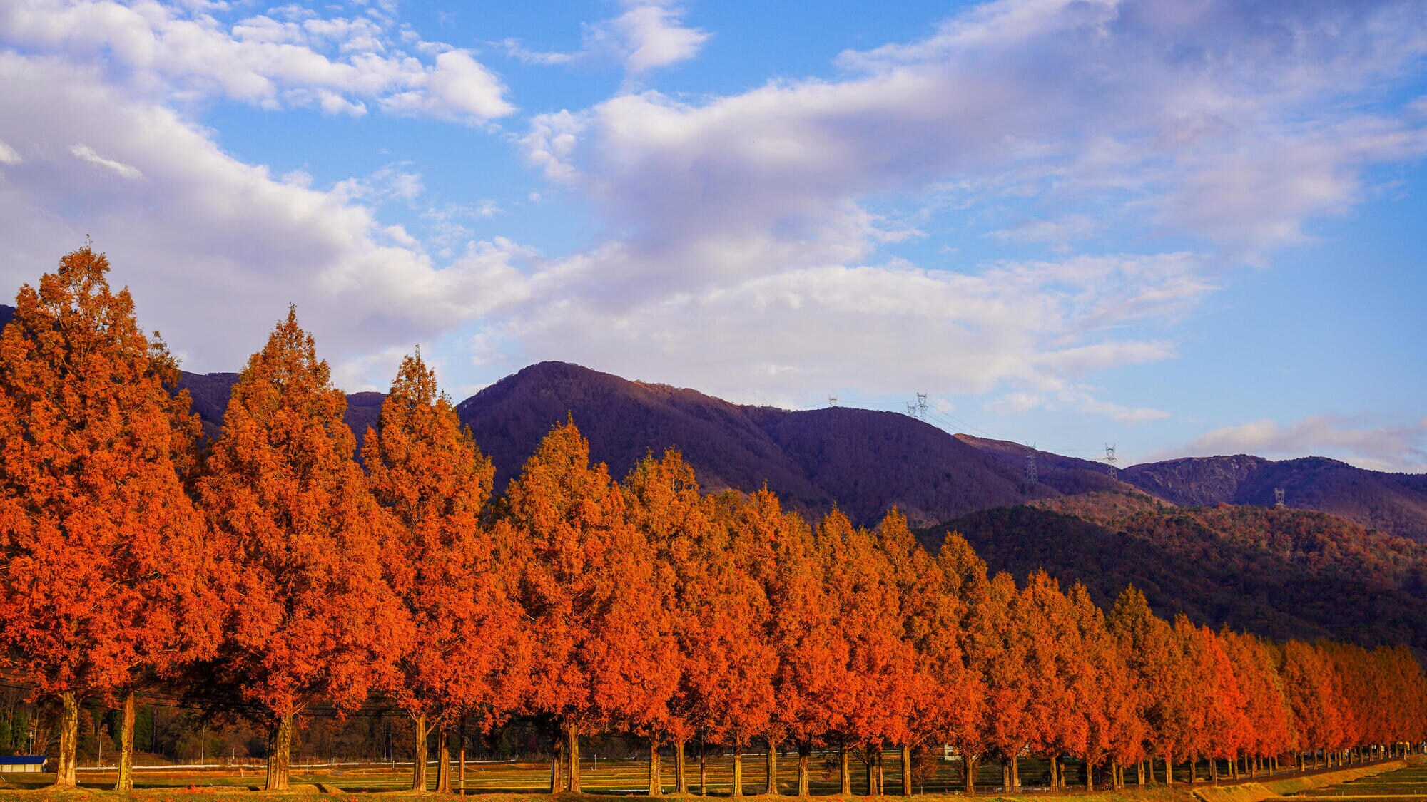 1年を通して楽しめるメタセコイヤ並木