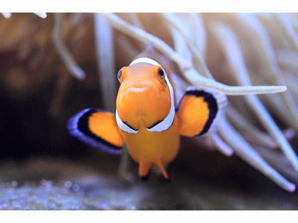 [Kamogawa Sea World] Favorit anak-anak! Ikan badut☆