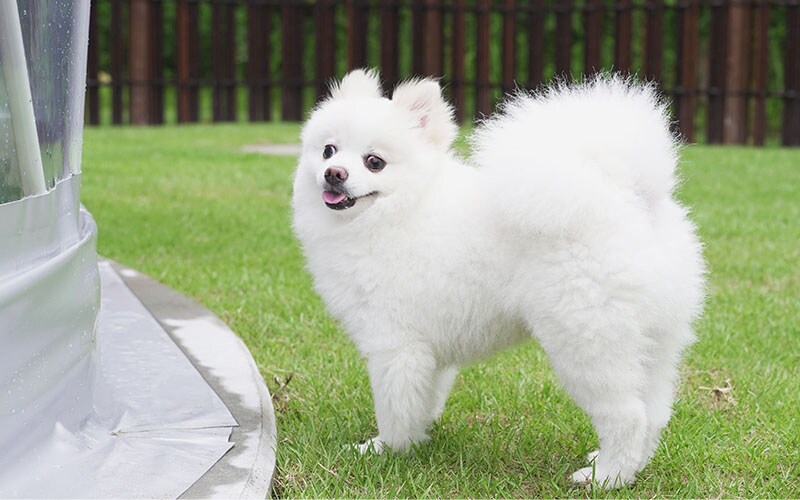 The spacious guest room area is a private dog run! Of course, dogs can play off-leash.