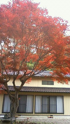 정원 단풍