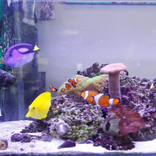 There are also many tropical fish ♪