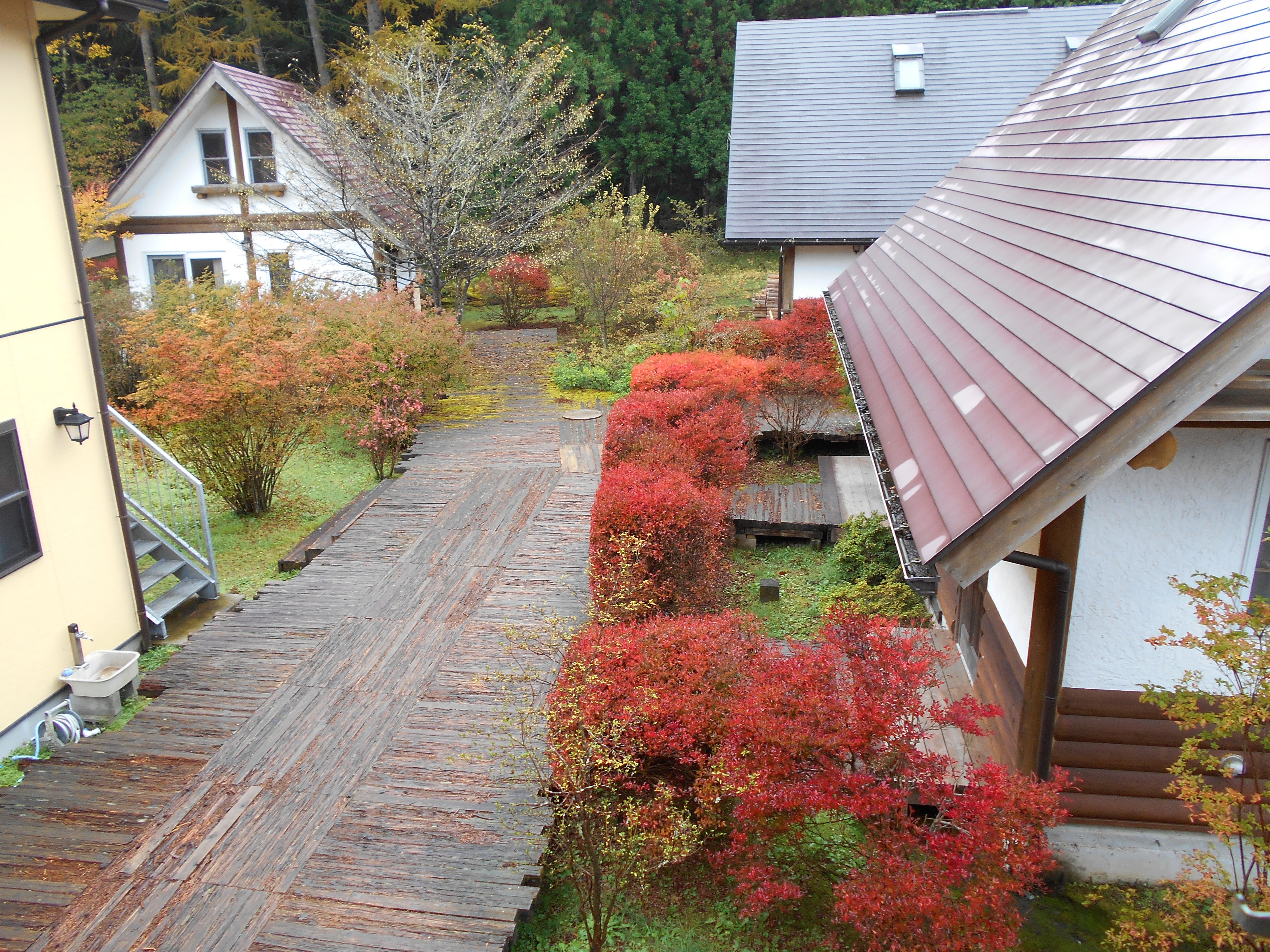 Autumn leaves of the cottage
