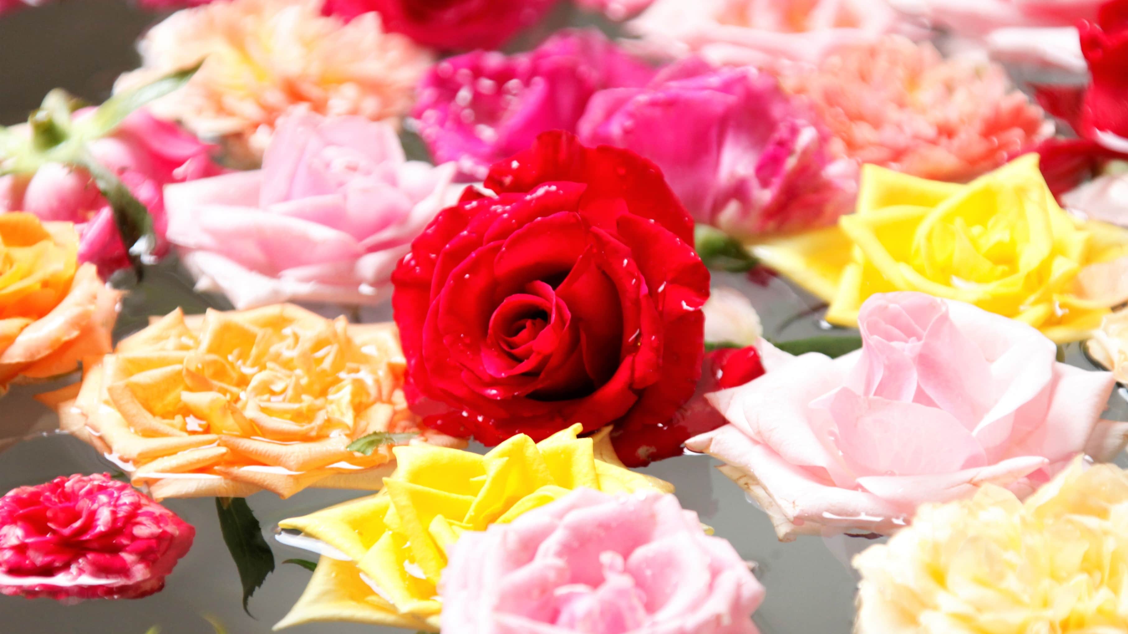 Transform the open-air bath in your room into a rose bath (image)