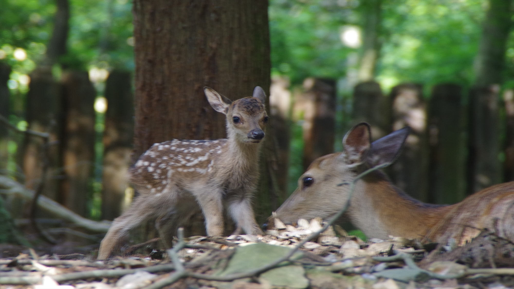fawn