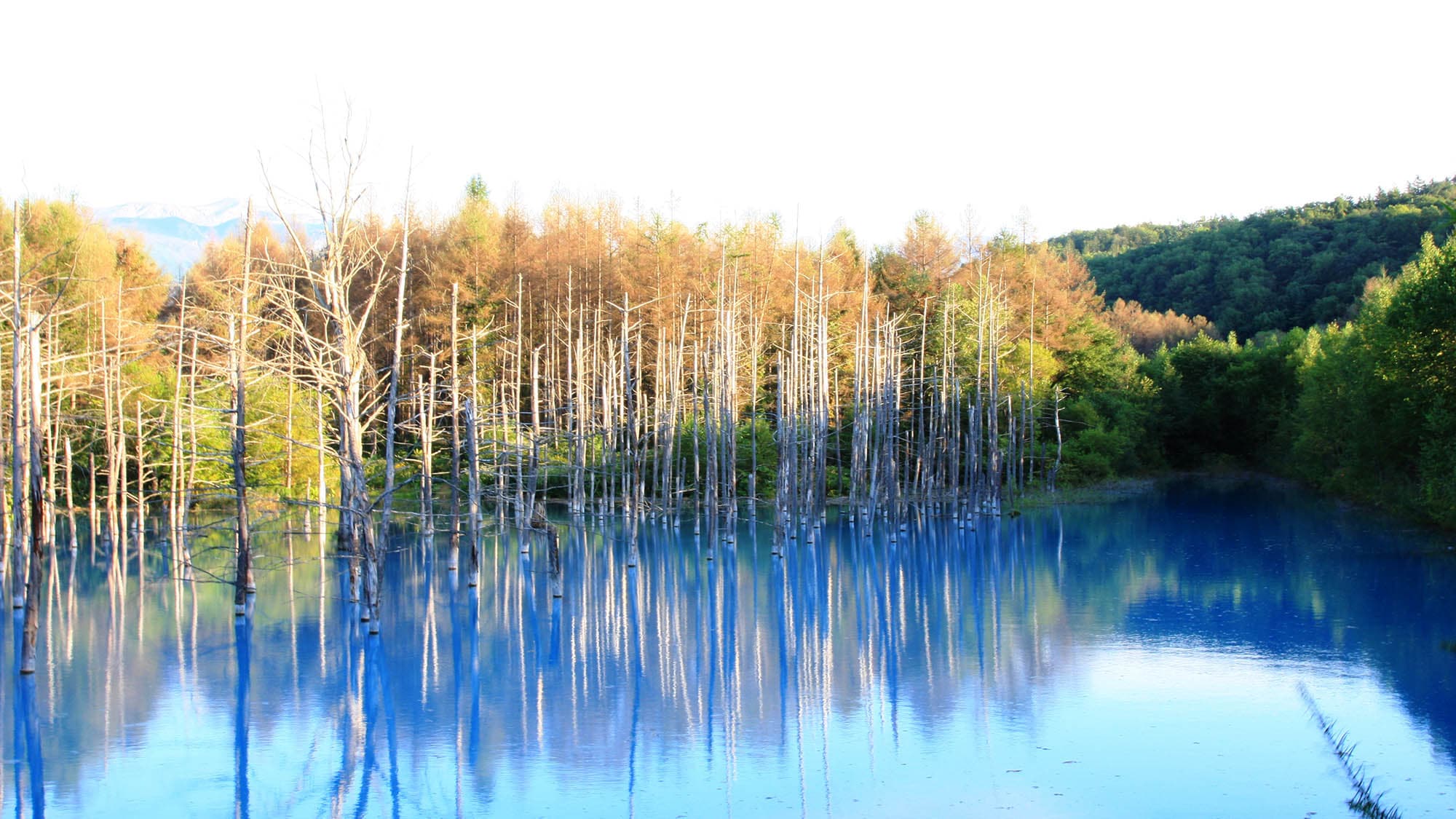 ・The tourist spot of Furano, "Blue Pond", can be accessed by car from the facility.