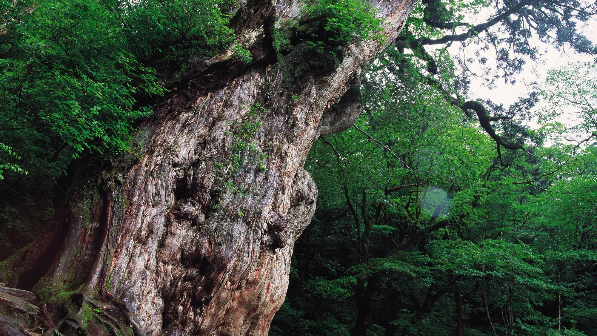 *[Jomon Cedar] The symbol of Yakushima, estimated to be 7,200 years old