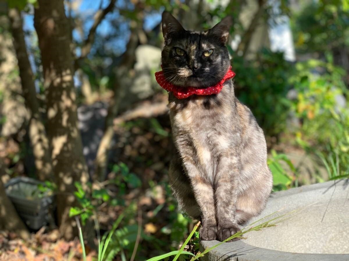 Kucing maskot kami, Yuna