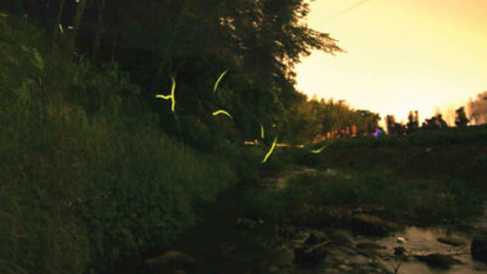 [Mid-May to early June] Fireflies flit about in the clear waters of the Furukawa River, which flows beside the Nirayama Reverberatory Furnace. It's just over a 10-minute drive from our hotel.