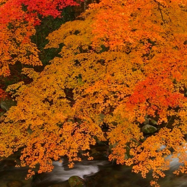 【計畫】花園溪谷的紅葉