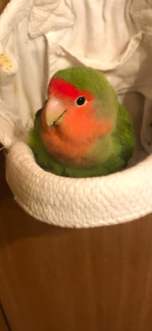 profile