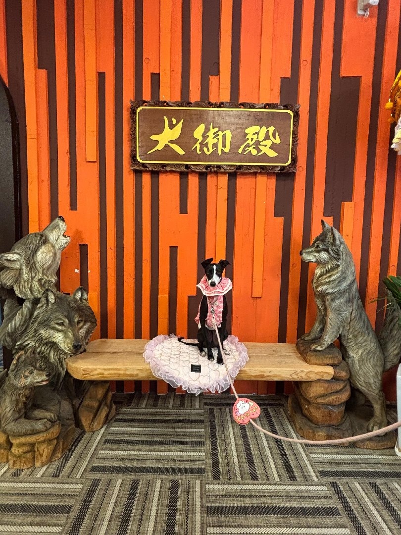犬御殿 に実際に泊まった方のクチコミ ・レビュー【楽天トラベル】