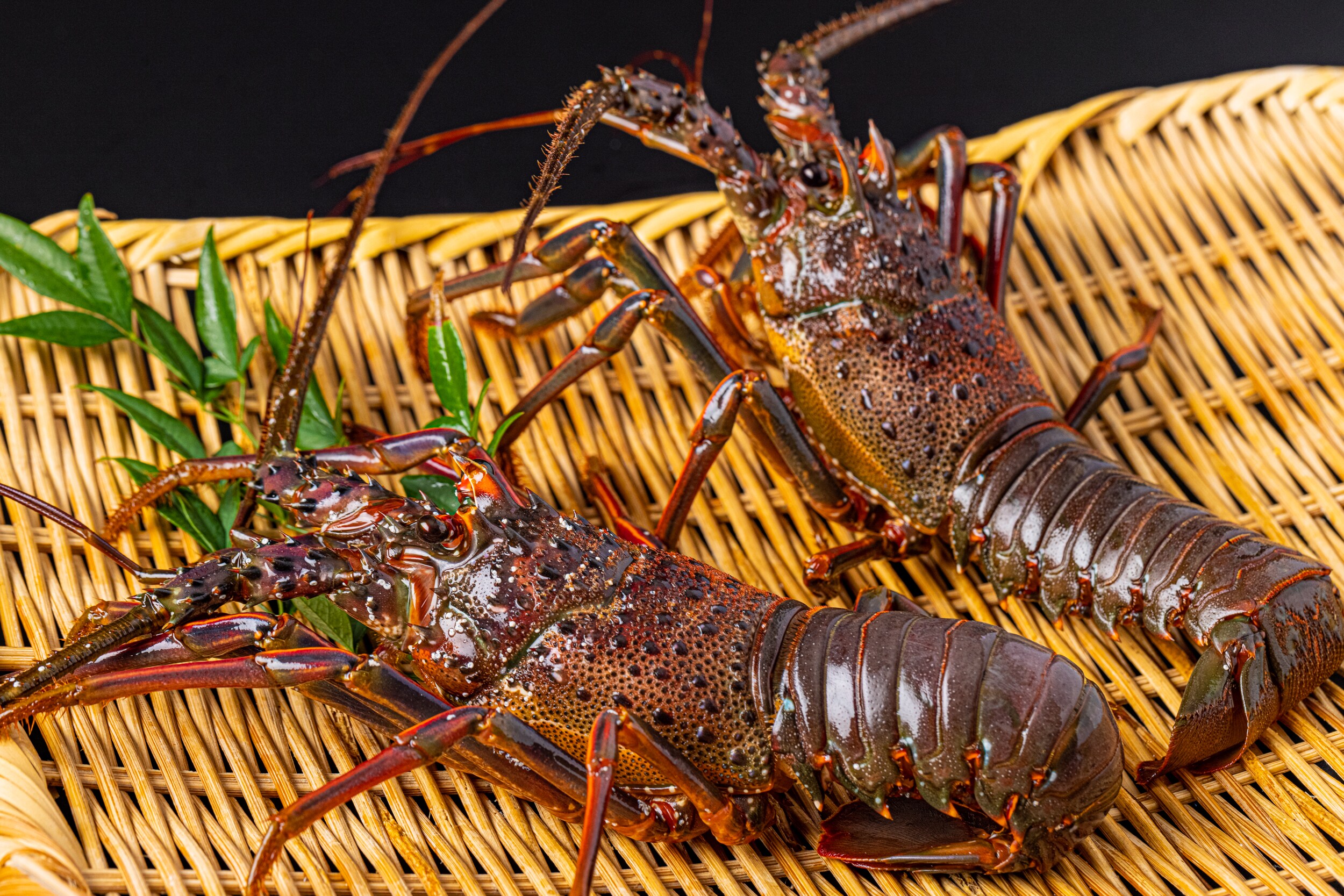 Extremely fresh spiny lobster
