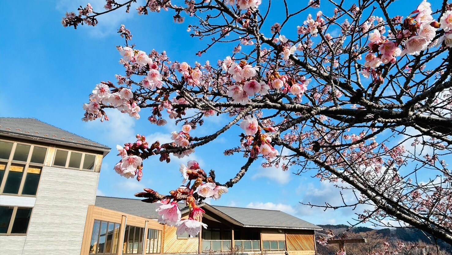 Winter Cherry Blossom Inn Shinsen