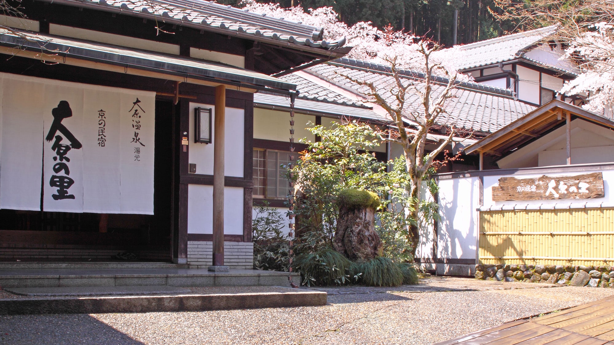 * [Penampilan] Silakan datang ke Ohara di mana bunga sakura menari di musim semi.