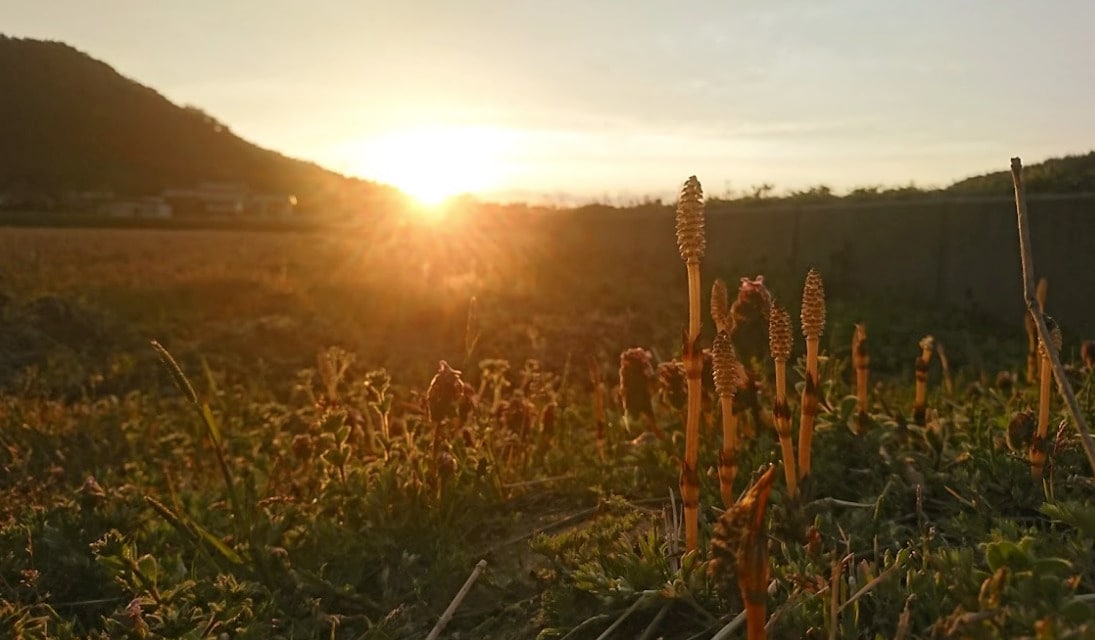 Early morning scenery
