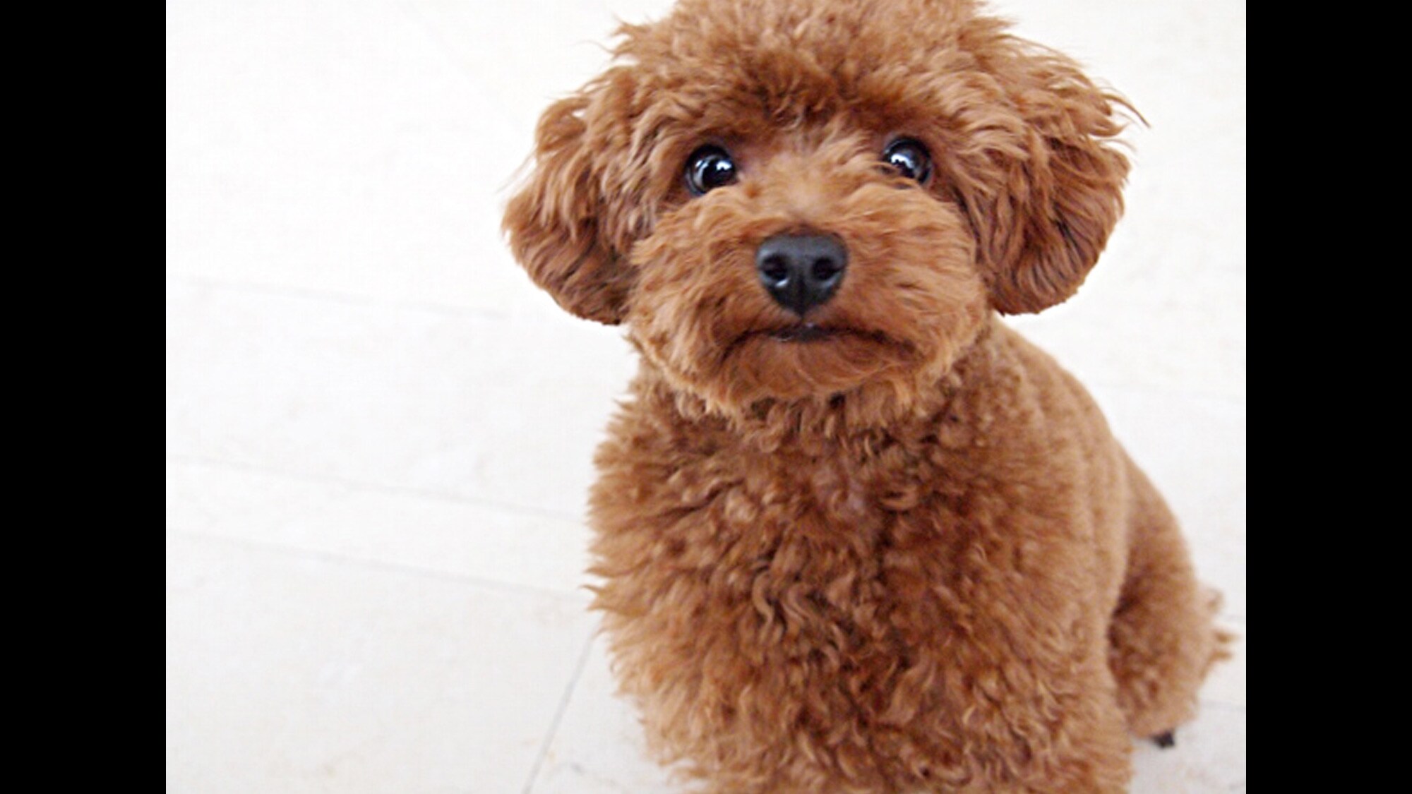 [Pet image]