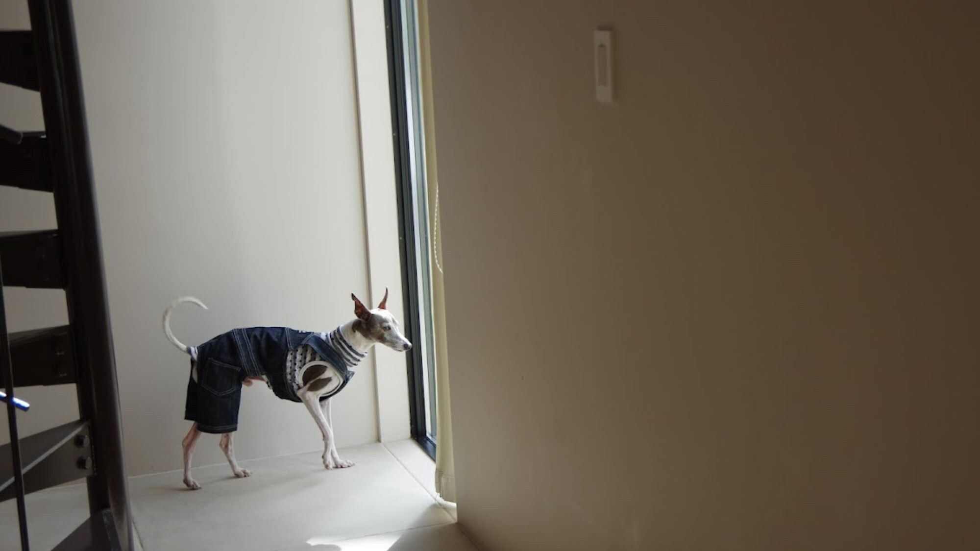 Akatsuki, tempat Anda bisa tinggal bersama anjing Anda