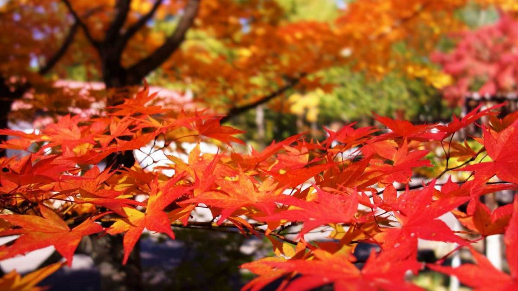 You can enjoy the maple trees on the premises.