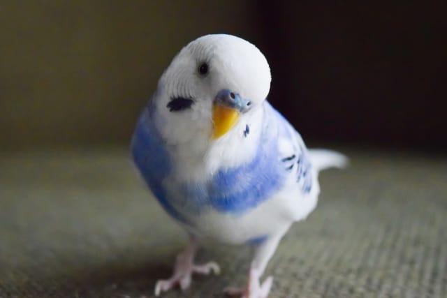profile