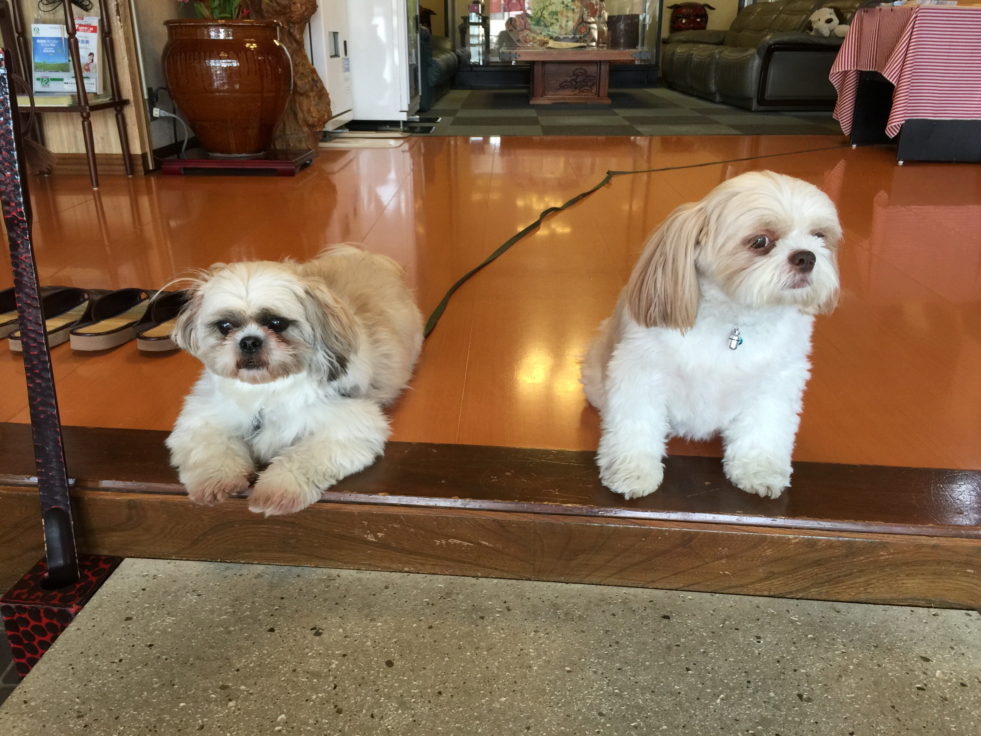 Anjing maskot kami, Louis dan Spear