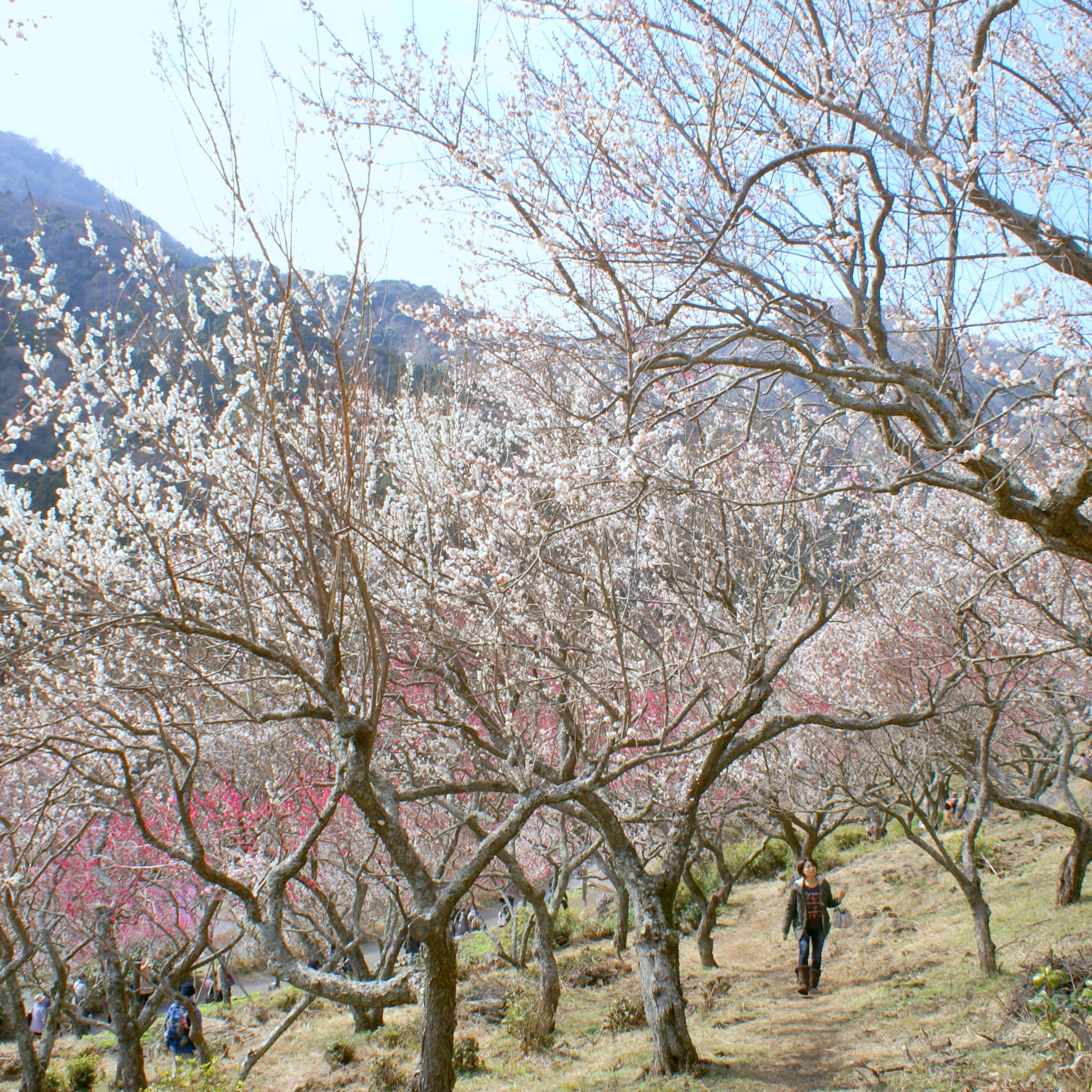 Yugawara Plum Grove