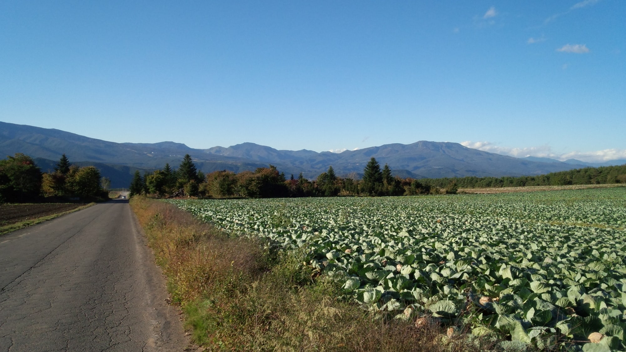 [Tsumagoi Village] The cabbage fields of the "Tsumagoi Panorama Line" are a great place to drive