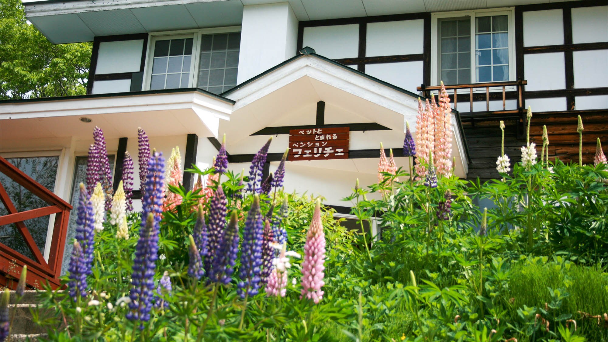 ・Felice in spring: Lupines are blooming beautifully