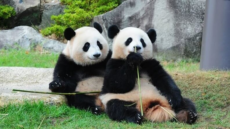 adventure world panda