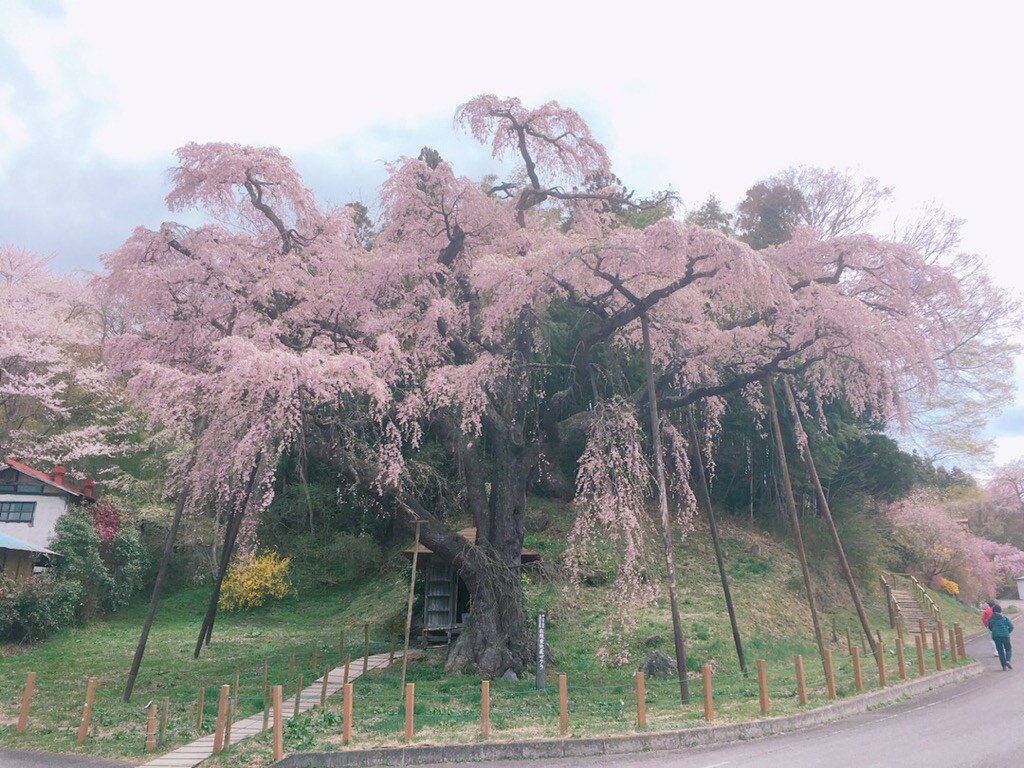 Weeping Jizo Sakura (Nakada-cho, Koriyama City)