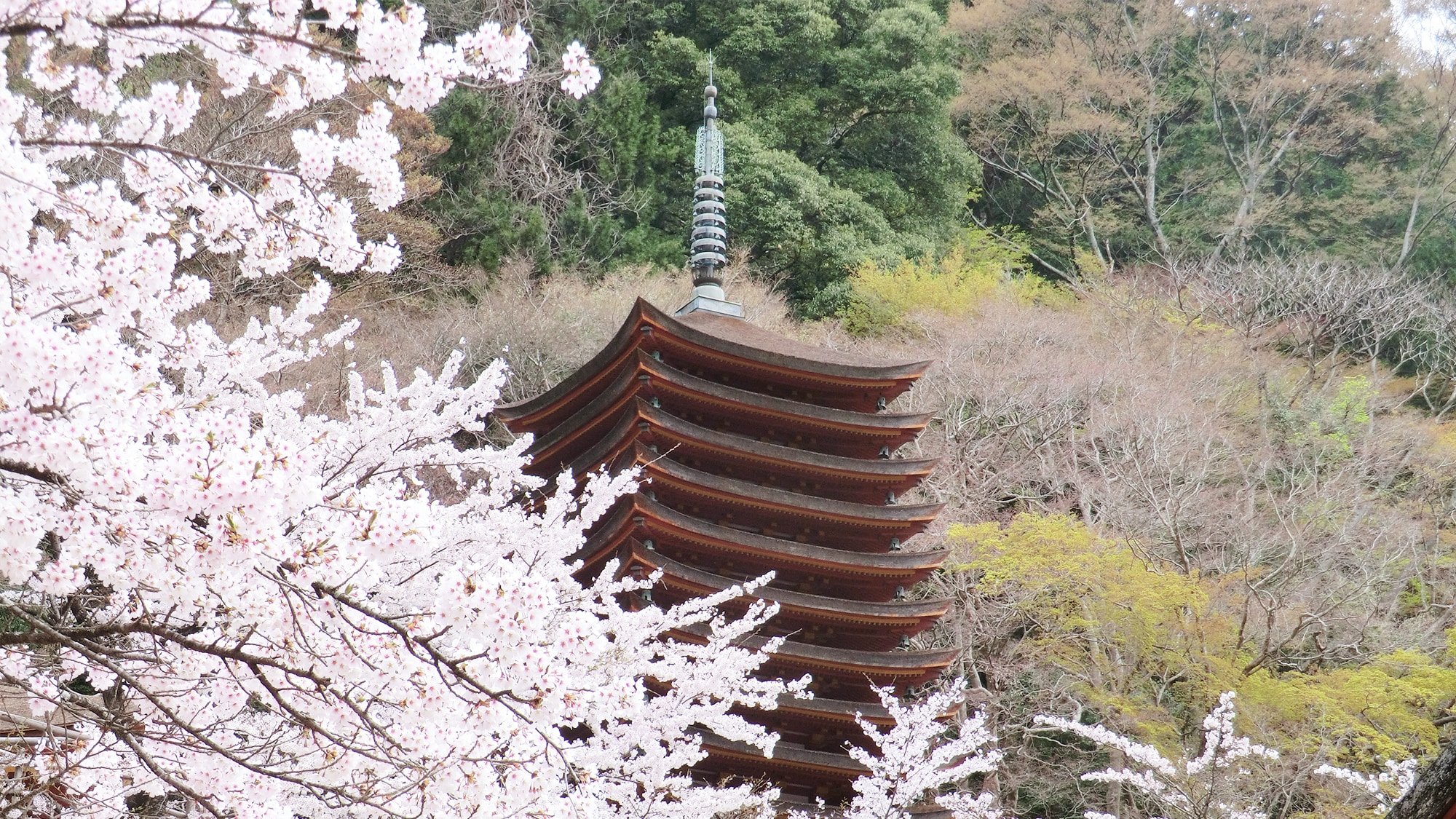 [Tanzan Shrine, Spring] Tanzan Shrine is directly opposite the hotel. Many cherry blossoms are in full bloom.