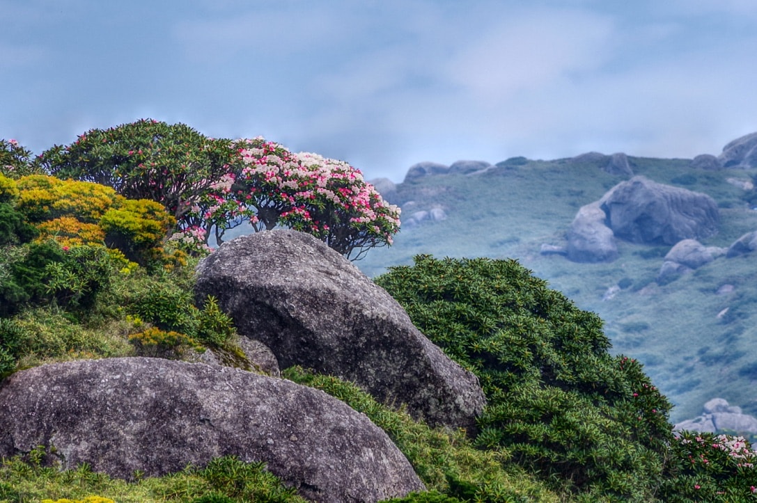 杜鵑花
